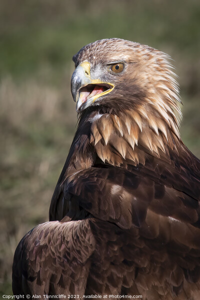 A close up of a golden eagle Picture Board by Alan Tunnicliffe