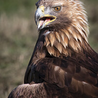 Buy canvas prints of A close up of a golden eagle by Alan Tunnicliffe