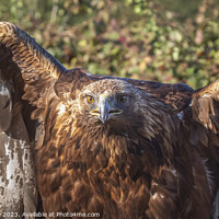 Buy canvas prints of portrait of a golden eagle by Alan Tunnicliffe