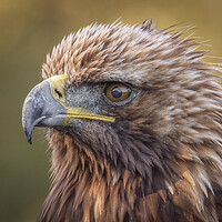 Buy canvas prints of A close up of a golden eagle by Alan Tunnicliffe