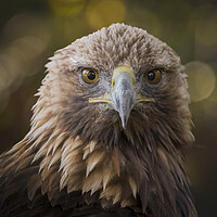Buy canvas prints of A close up head shot of a golden eagle by Alan Tunnicliffe