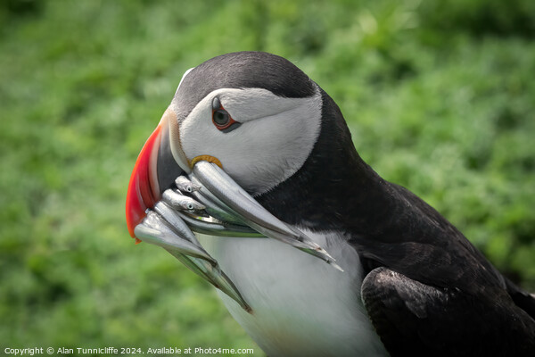 Atlantic puffin Picture Board by Alan Tunnicliffe