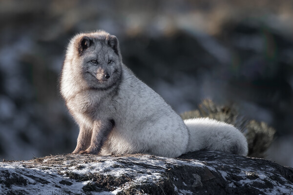 Arctic fox Picture Board by Alan Tunnicliffe