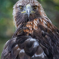 Buy canvas prints of Golden eagle by Alan Tunnicliffe