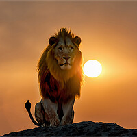 Buy canvas prints of Lion at sunset or sunrise by Alan Tunnicliffe