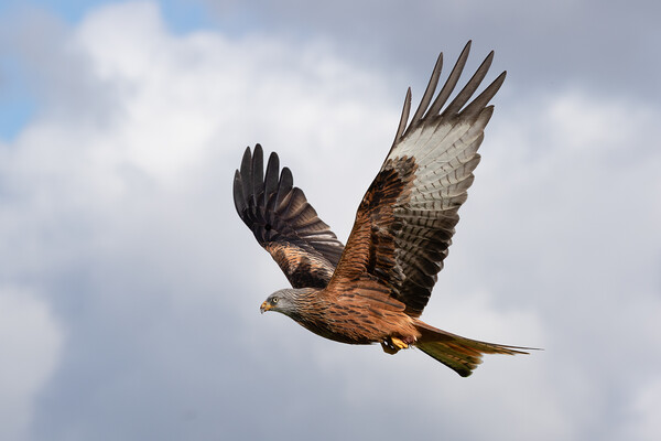 red kite Picture Board by Alan Tunnicliffe