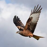 Buy canvas prints of red kite by Alan Tunnicliffe