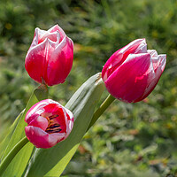 Buy canvas prints of tulips by Alan Tunnicliffe