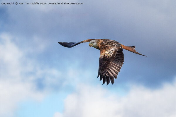 red kite Picture Board by Alan Tunnicliffe