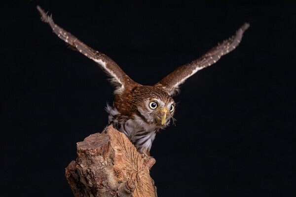 eurasian pygmy owl Picture Board by Alan Tunnicliffe
