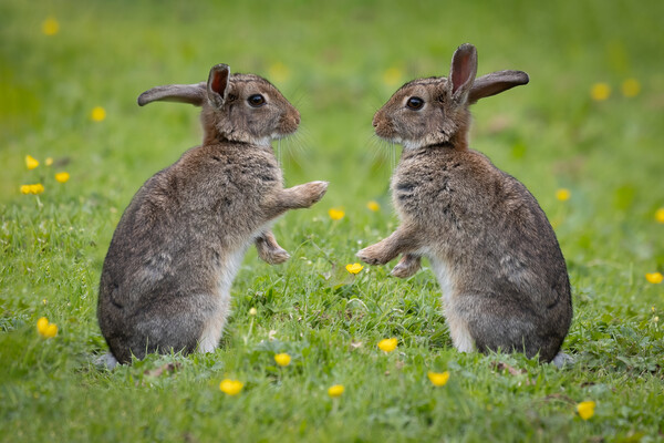 Rabbits facing each other Picture Board by Alan Tunnicliffe