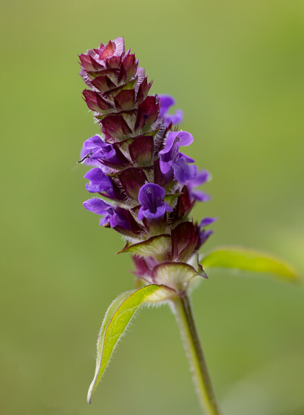 Violet Selfheal Close-Up Picture Board by Alan Tunnicliffe