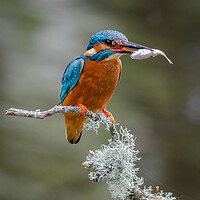 Kingfisher with catch