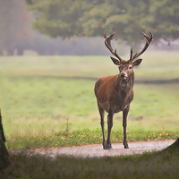 Buy canvas prints of Majestic Red Deer  by Alan Tunnicliffe