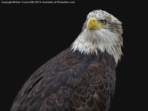 Majestic American bald eagle Picture Board by Alan Tunnicliffe