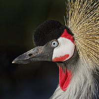 Buy canvas prints of Majestic grey crowned crane by Alan Tunnicliffe
