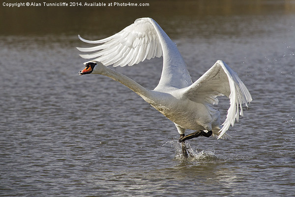 Majestic swan Takes Flight Picture Board by Alan Tunnicliffe