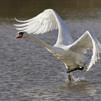 Buy canvas prints of Majestic swan Takes Flight by Alan Tunnicliffe