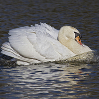 Buy canvas prints of Mute Swan by Alan Tunnicliffe