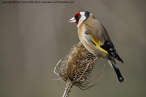 The Majestic european goldfinch Picture Board by Alan Tunnicliffe