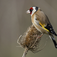 Buy canvas prints of The Majestic european goldfinch by Alan Tunnicliffe