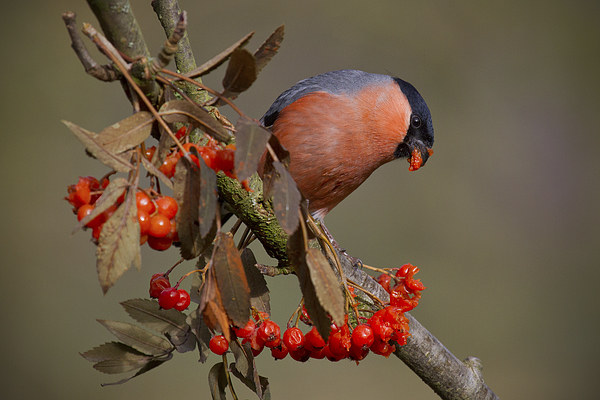 The Majestic male bullfinch Picture Board by Alan Tunnicliffe