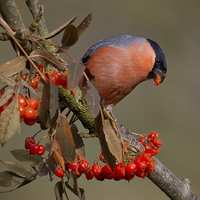 Buy canvas prints of The Majestic male bullfinch by Alan Tunnicliffe