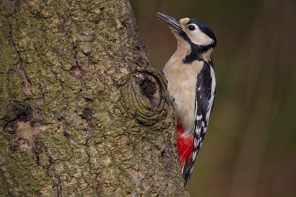 great spotted woodpecker Picture Board by Alan Tunnicliffe