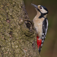 Buy canvas prints of great spotted woodpecker by Alan Tunnicliffe