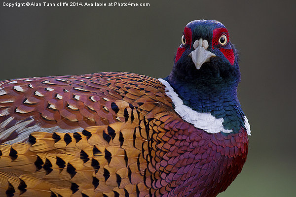 Majestic male pheasant Picture Board by Alan Tunnicliffe