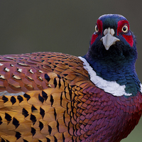 Buy canvas prints of Majestic male pheasant by Alan Tunnicliffe