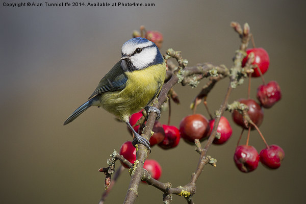 blue tit Picture Board by Alan Tunnicliffe
