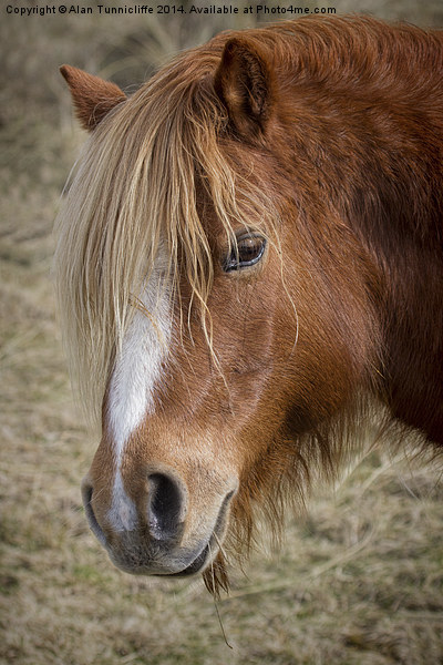 Majestic wild pony on llanddwyn island Picture Board by Alan Tunnicliffe