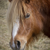 Buy canvas prints of Majestic wild pony on llanddwyn island by Alan Tunnicliffe
