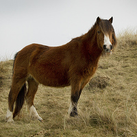 Buy canvas prints of wild pony image by Alan Tunnicliffe