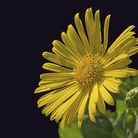 Buy canvas prints of common yellow fleabane by Alan Tunnicliffe