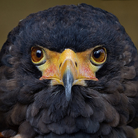 Buy canvas prints of bateleur eagle by Alan Tunnicliffe