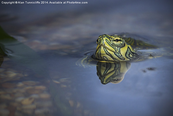 reflections of a terrapin Picture Board by Alan Tunnicliffe