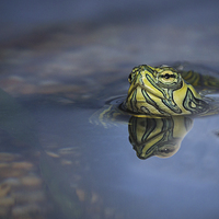 Buy canvas prints of reflections of a terrapin by Alan Tunnicliffe