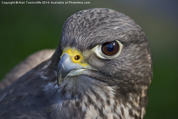 Portrait of a Falcon Picture Board by Alan Tunnicliffe