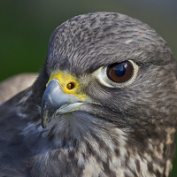 Buy canvas prints of Portrait of a Falcon by Alan Tunnicliffe