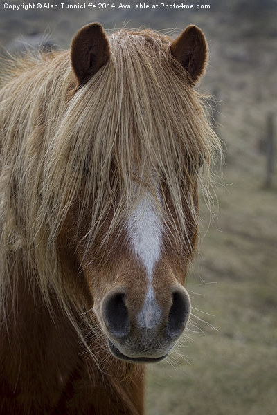 pony portrait Picture Board by Alan Tunnicliffe