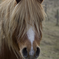 Buy canvas prints of pony portrait by Alan Tunnicliffe