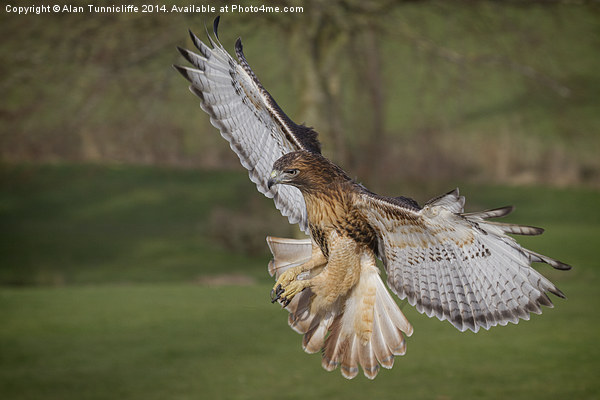 Majestic redhtailed hawk flying Picture Board by Alan Tunnicliffe