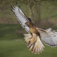 Buy canvas prints of Majestic redhtailed hawk flying by Alan Tunnicliffe