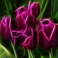 Buy canvas prints of Tulips by Alan Tunnicliffe