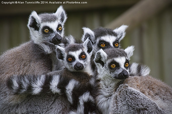 A Glimpse of Lemur Family Life Picture Board by Alan Tunnicliffe