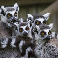 Buy canvas prints of Lemur family by Alan Tunnicliffe