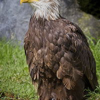 Buy canvas prints of  Bald Eagle by Alan Tunnicliffe