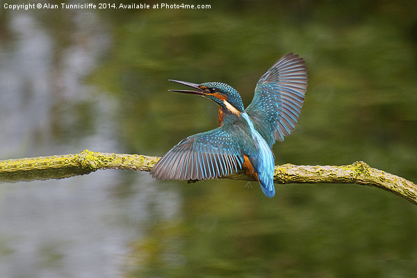  Kingfisher Picture Board by Alan Tunnicliffe